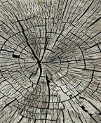 Denver - Timber (Gray)